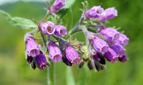 Attēlu rezultāti vaicājumam “Symphytum officinale flower”