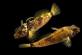 Attēlu rezultāti vaicājumam “Pantilius tunicatus imago”