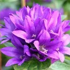 Attēlu rezultāti vaicājumam “Campanula glomerata fruit”