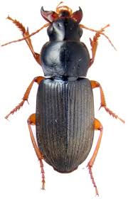 Attēlu rezultāti vaicājumam “Harpalus sp.”