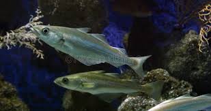 Image result for Pollachius pollachius