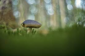 Attēlu rezultāti vaicājumam “Leccinum melaneum”