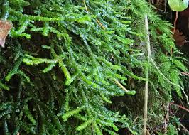 Attēlu rezultāti vaicājumam “Porella cordaeana”