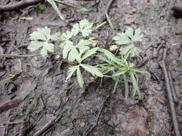 Attēlu rezultāti vaicājumam “Cystiphora sanguinea larva”