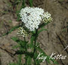 Attēlu rezultāti vaicājumam “Achillea millefolium”