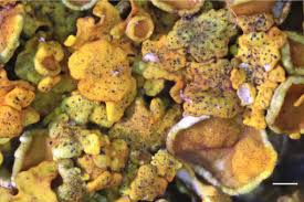 Attēlu rezultāti vaicājumam “Lichenoconium xanthoriae”