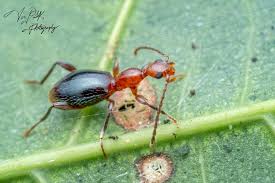 Attēlu rezultāti vaicājumam “Anthicidae”