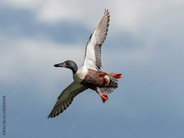 Attēlu rezultāti vaicājumam “Anas clypeata male”