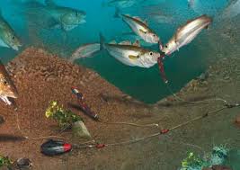 Image result for Merlangius merlangus