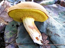 Attēlu rezultāti vaicājumam “Xerocomus subtomentosus”