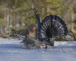 Attēlu rezultāti vaicājumam “Tetrao urogallus male”