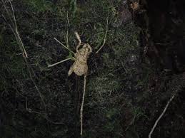 Attēlu rezultāti vaicājumam “Torrubiella arachnophila”