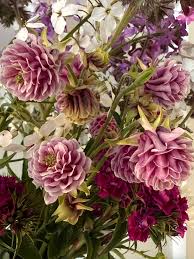 Image result for Aquilegia vulgaris `Nora Barlow`