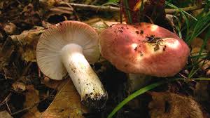 Attēlu rezultāti vaicājumam “Russula vesca”