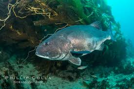 Image result for Stereolepis gigas