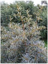Attēlu rezultāti vaicājumam “Hippophae rhamnoides male flower”