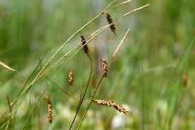 Attēlu rezultāti vaicājumam “Carex viridula fruit”