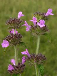 Attēlu rezultāti vaicājumam “Clinopodium vulgare”