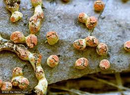 Attēlu rezultāti vaicājumam “Physarum bitectum”