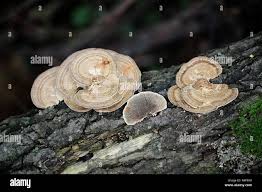 Attēlu rezultāti vaicājumam “Daedaleopsis confragosa”