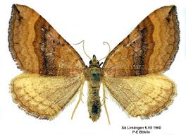 Attēlu rezultāti vaicājumam “Scotopteryx chenopodiata”