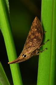 Attēlu rezultāti vaicājumam “Aphrophoridae nymph”
