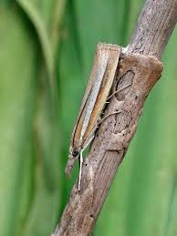 Attēlu rezultāti vaicājumam “Agriphila selasella”