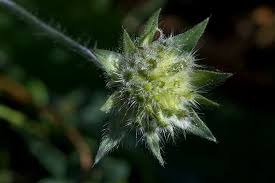 Attēlu rezultāti vaicājumam “Knautia arvensis bud”