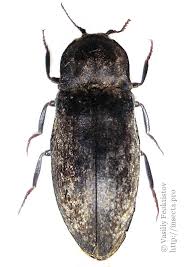 Attēlu rezultāti vaicājumam “Agrypnus murinus”