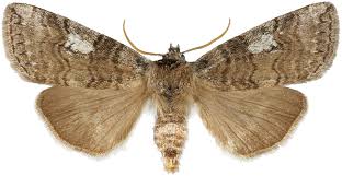 Attēlu rezultāti vaicājumam “Tethea or”