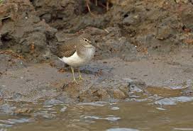 Attēlu rezultāti vaicājumam “Actitis hypoleucos adult”