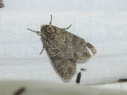 Attēlu rezultāti vaicājumam “Polia nebulosa”