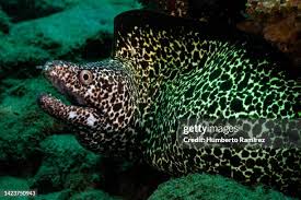 Image result for Gymnothorax moringa