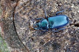 Attēlu rezultāti vaicājumam “Platycerus caraboides”