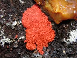 Attēlu rezultāti vaicājumam “Trichia decipiens”