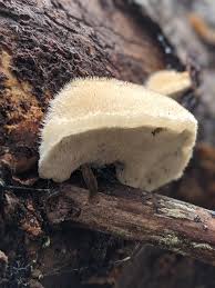 Attēlu rezultāti vaicājumam “Postia caesia”