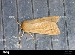 Attēlu rezultāti vaicājumam “Mythimna impura”