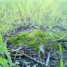 Attēlu rezultāti vaicājumam “Acaulon muticum sporophyte”