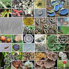 Attēlu rezultāti vaicājumam “fungi”