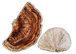 Attēlu rezultāti vaicājumam “Lenzites betulina”