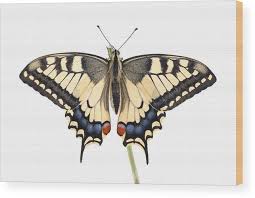 Attēlu rezultāti vaicājumam “Papilio machaon”