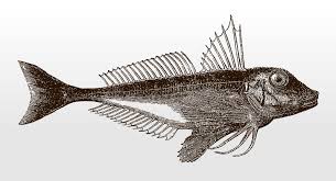 Image result for Chelidonichthys cuculus