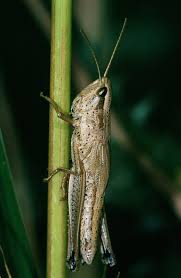 Attēlu rezultāti vaicājumam “Chrysochraon dispar”