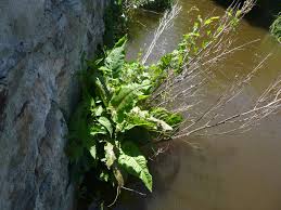 Attēlu rezultāti vaicājumam “Rumex aquaticus bud”