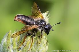 Attēlu rezultāti vaicājumam “Trichiosoma”