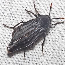 Attēlu rezultāti vaicājumam “Necrodes littoralis”