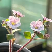 Image result for Campanula moesiaca