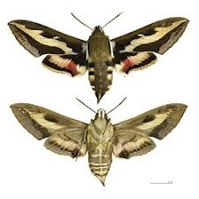 Attēlu rezultāti vaicājumam “Hyles gallii imago”