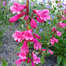 Image result for Penstemon