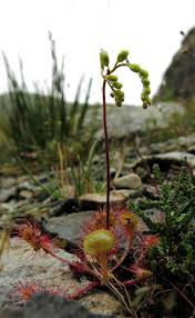 Attēlu rezultāti vaicājumam “Drosera rotundifolia flower”